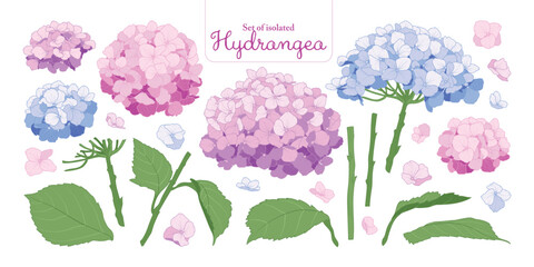Hydrangea flower set isolated on transparent background, Botanical illustration in pastel colors, pink, blue and purple, hand-drawn style.