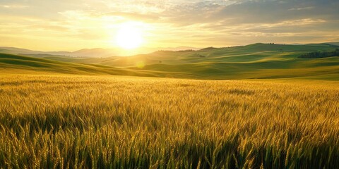 Fototapeta premium field of wheat