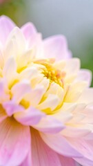 Fototapeta premium Close-up of a pastel dahlia bloom