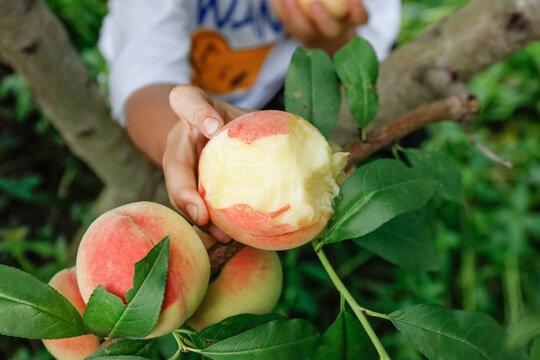 Hand Picking Fresh Yangshan Peaches from Tree Branch in Wuxi Orchard - Organic Fruit Harvest
