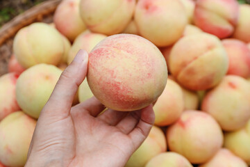 Fresh Ripe Peach in Hand - Organic Stone Fruit Harvest from Local Farm Market