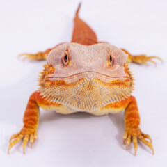 A Central Bearded Dragon molting(Pogona vitticeps ), studio close up with macro light