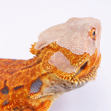 A Central Bearded Dragon molting(Pogona vitticeps ), studio close up with macro light