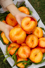 Freshly Cut Shandong Peaches from Orchard - Ripe Fruit with Juicy Flesh Held in Hands