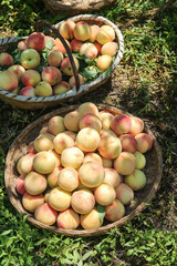 Yangshan Peach Harvest - Fresh Fruit in Wicker Baskets from Local Growers
