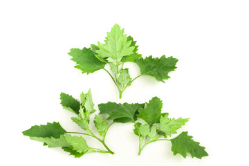 Fresh Ashwagandha Plant Shoots Wild Medicinal Herb Gansu Green Leaves White Background Natural Health Wellness Display