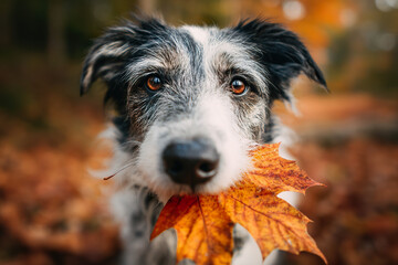Fototapeta premium A close-up portrait of a Golden Retriever surrounded by warm autumn leaves.