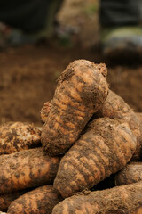 Freshly Dug Organic Potatoes with Soil - Farm Fresh Root Vegetables Harvest