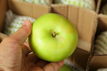 Fresh Green Apple from Shaanxi Province China Held in Hand Ready for Harvest Distribution