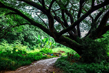 Close-up of natural atmosphere background of green rice fields, various grasslands next to mountains and natural streams flowing through. The beauty of Chiang Rai countryside.