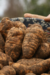 Freshly Dug Chinese Alpine Asparagus Roots - Traditional Medicine Selenium-Enriched Herbal Ingredient