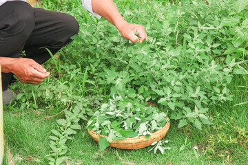 Harvesting Fresh Wild Vegetables and Shoots in Natural Gansu Setting with Wicker Basket Collection