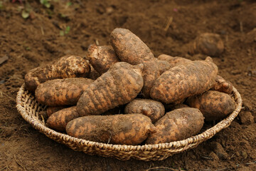 Freshly Dug Potatoes in Wicker Basket from Zhaotong Xiaocaoba Farm Harvest
