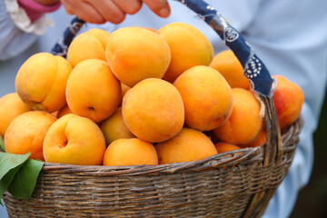 Freshly Picked Apricots in Wicker Basket from Shandong Production Area - Organic Stone Fruit Harvest