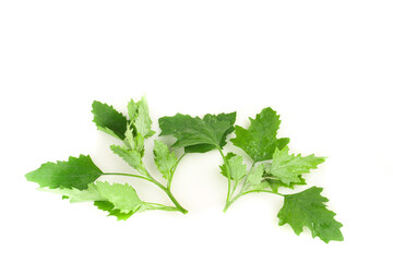 Wild Ashwagandha Plant Shoots from Gansu - Fresh Medicinal Herb Leaves on White Background