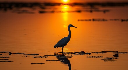 Egret with elegant silhouette, lotus leaves floating, golden sunset horizon, isolated background