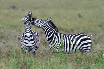 Two zebra playing and fighting in the Kenyan wild.