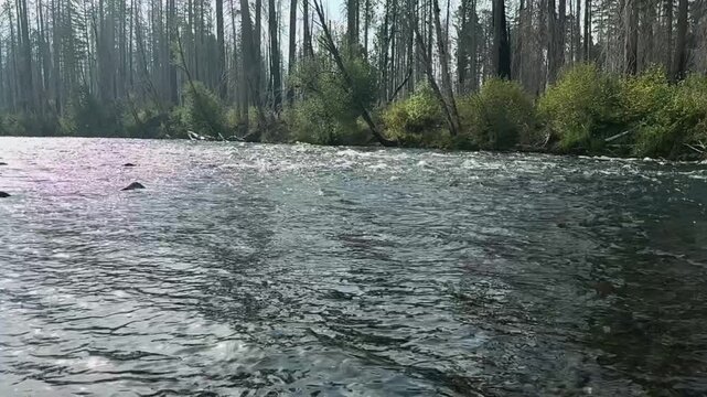 Upper McKenzie River in the Holiday Farm Fire burn area