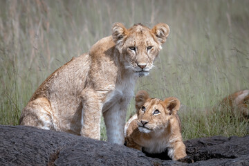 Cute lion cubs in the Savannah in Masai Mara National Park, Kenya
