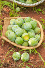 Fresh Green Plums Picked from Fujian Garden in Wooden Basket