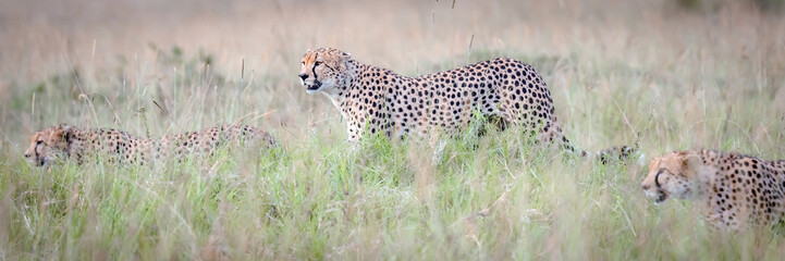 Three cheetah brothers are in the grass in the Savannah in Masai Mara National Park, Kenya searching for prey.