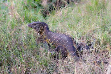 Monitor lizard in grass in Kenya.