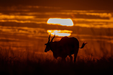 A kudu is walking in front of sun during sunset in Masai Mara National Park, Kenya. Very red beautiful sunset colors.