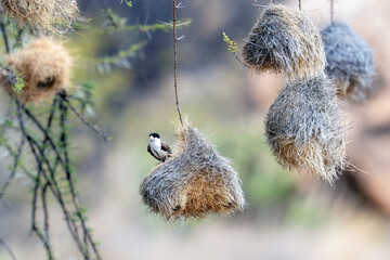 A Black capped social weaver is sitting in entrance to its hanging nest.