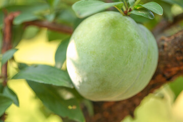 Freshly Picked Green Apple Growing on Tree Branch in Fujian Orchard - Natural Fruit Cultivation