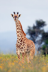 A giraffe on the Savannah in Masai Mara National Park, Kenya in a field of wildflowers.