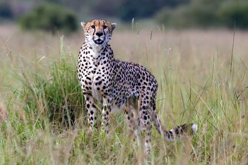 A cheetah is running through the Savannah in Kenya