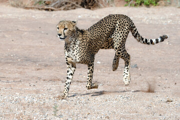 A cheetah is running through the Savannah in Kenya