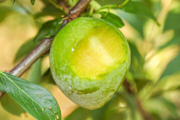 Freshly picked green citrus fruit ripening on tree branch in Fujian orchard showing natural yellow color development