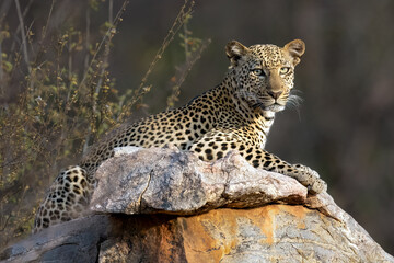 A leopard is sitting on a rock in Samburu National Park, Kenya.