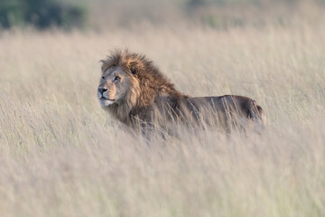 A male lion is walking in the Savannah in Kenya in tall grass.