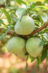 Freshly Plucked Qingnai Plums on Tree Branch in Fujian Orchard - Organic Fruit Growing Naturally