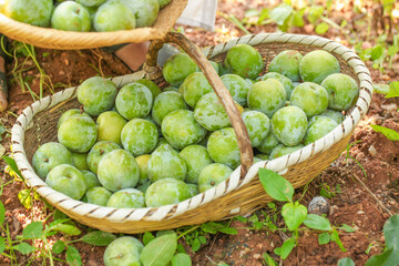 Fresh Green Plums Picked from Fujian Orchard in Wicker Baskets - Organic Fruit Harvest