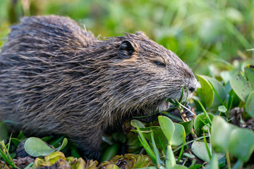 Nutria (or coypu) is a herbivorous, semiaquatic rodent that resembles a beaver or a large rat. It's eating in water plants at Lake Naivasha in Kenya.