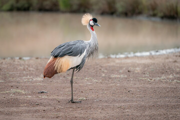Grey-Crowned Crane: National Bird of Uganda. Walking on a dirt road near a pond.