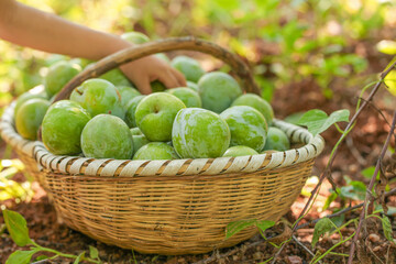 Fresh Green Plums in Wicker Basket at Fujian Orchard - Organic Fruit Harvest