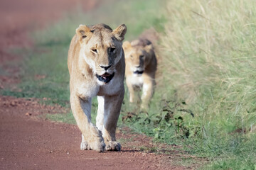 A female lion and cub walking down dirt road in Kenya