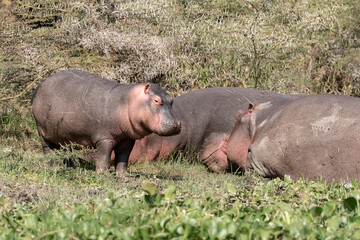 A baby hippopotamus and it's mother near a lake.