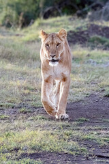A female lion walking down dirt road in Kenya