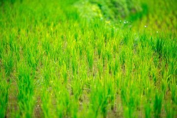 Close-up of natural atmosphere background of green rice fields, various grasslands next to mountains and natural streams flowing through. The beauty of Chiang Rai countryside.