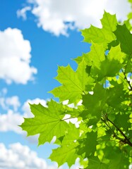 Fresh green leaves against a bright sky