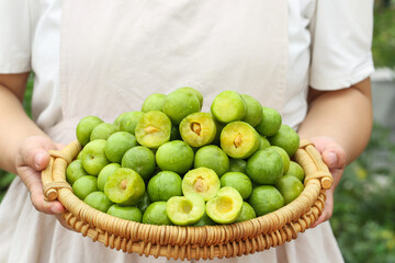 Fresh Green Sichuan Plums in Wicker Basket - Organic Fruit Harvest