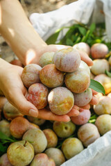 Fresh Longyan Heart-Shaped Plums from Fujian Gutian - Hands Holding Picked Fruit Harvest