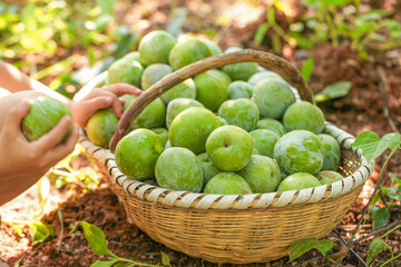 Fresh Green Plums Harvest in Wicker Basket at Gutian Orchard, Fujian China
