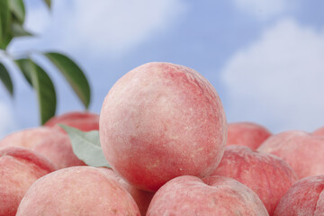 Freshly Picked Ripe Peaches with Green Leaves Against Blue Sky Background
