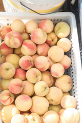 Fresh Peaches in Harvest Crate - Growers Picking Ripe Organic Fruit from Orchard Origin